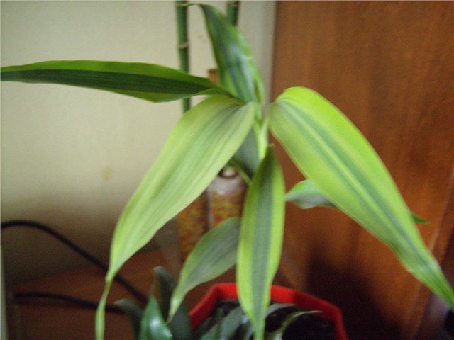 dracena